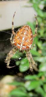 Kreuzspinne Bei Uns Im Garten Tier Fotos Tiere Und Spinne