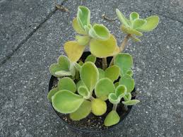 Image result for Kalanchoe lateritia