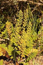 Image result for Mohria