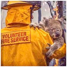V Avstralii Bushuyut Lesnye Pozhary Koala Australia Animals Koalas