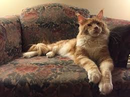 Sale of maine coon kittens at competitive prices. Hookedoncoons Cattery The Maine Coon Cat Reviews Facebook