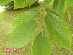Image result for bodock tree picture
