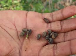 Image result for Afrocanthium mundianum