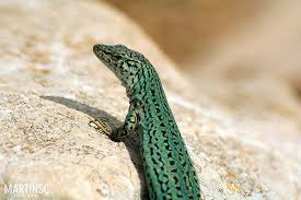 Lagartija Al Sol Lizard On The Sun Animals Lizard Pool