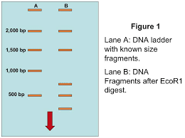 Restriction Digest Methods And Technology For Genetic Analysis