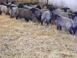 Porci de vanzare crescuti cu furaje naturale. Oi Suffolk