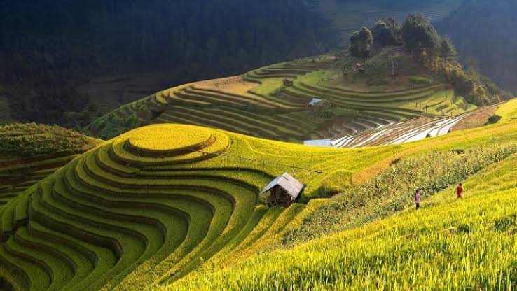 Hoang Su Phi Rice Terraces: Best Time To Visit And 3 Notices