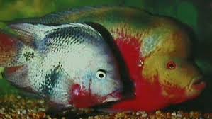 Ikan louhan ini merupakan hasil perkawinan antara ikan merah cichlid dan hibrida parrot cichlid. Budidaya Ikan Louhan Dengan Media Akuarium Kompasiana Com