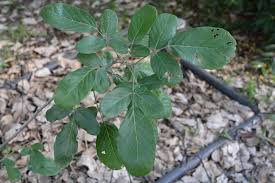 Image result for Philenoptera