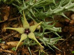 Image result for Orbea caudata