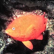 What are the rules for fishing in ca? California State Marine Fish Garibaldi Hypsypops Rubicundus From Netstate Com