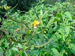 Image result for Senna occidentalis