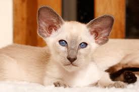 Although most siamese cats have similar characteristics like dark faces and pale bodies, they can be differentiated by the. Siamese Cat Breed Information And Advice Your Cat