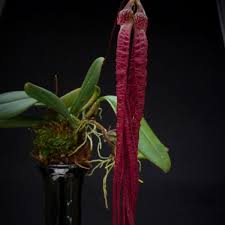 Image result for Bulbophyllum humblotii