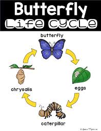 butterfly life cycle unit for kindergarten first second