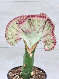 Amazon.com : Hot Pink Euphorbia Lactea 