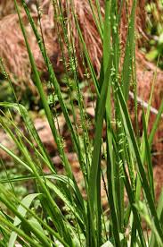 Plants Of Louisiana Usda, ars, national genetic resources program. plants of louisiana