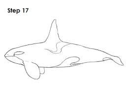 As you know these great big oreo colored mammals are not whales at all. Easy Simple Killer Whale Drawing Images Amashusho