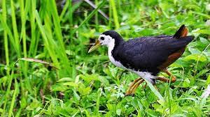 Download aneka suara burung betina bagian 2. Download Suara Burung Dudut Betina Download Suara Burung Dudut Betina Sura Burung Butbut Karo Sentabi Birds 19 September 2020 Huna Nasar