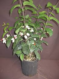 Image result for Clerodendrum toxicarium