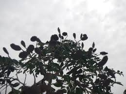 Image result for Tessmannia burttii