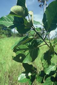 Image result for Ficus trichopoda