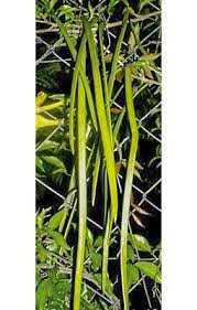 Image result for Dolichandra