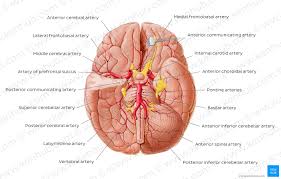 There are 2 common carotid arteries: Internal Carotid Artery Anatomy Segments And Branches Kenhub