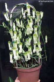 Image result for Ceropegia filipendula