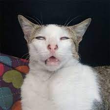 14 Most Ridiculous Faces These Cats Made When They Fell Asleep Gambar Kucing Lucu Anak Kucing Lucu Foto Kucing Lucu