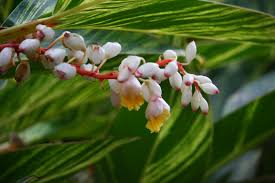 Shell ginger contains 34 times as much polyphenols as red wine, and it has a high antioxidant effect. Alpinia Zerumbet Wikiwand