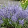 Silvery blue is a perovskia (blue spirea) with silver leaves and a very strong plant construction. Https Encrypted Tbn0 Gstatic Com Images Q Tbn And9gctqhksmig1zucvl2flibgeevespw0zolv5qr Basl8vk3wb3mf Usqp Cau