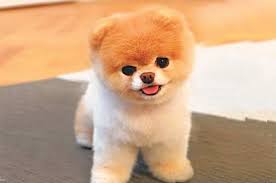 Internet S Animal Celebrities Newspaper Dawn Com You may use this domain in literature without prior coordination or asking for permission. animal celebrities newspaper dawn com