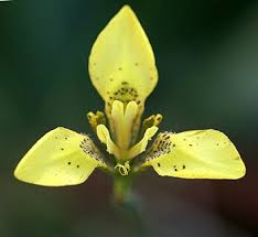 Image result for Moraea carsonii
