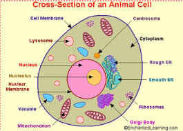 Get free solutions to all questions from chapter the fundamental unit of life: Week 2 Cells Inside The Body It Is I Sophia The Science Gal