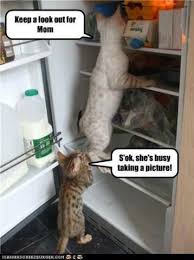 They Are So Cute But They Are Clueless Cats Crazy Cats Cats And Kittens