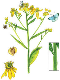 Image result for Syncolostemon flabellifolius