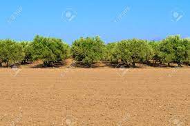 Buy & sell rugs & carpets online at cheap prices in dubai, uae. Plantation Of Olive Trees Olive Trees In A Row Olive Tree Fields With Red Soil Olive Garden Crete Greece Europe Stock Photo Picture And Royalty Free Image Image 83357606