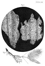 Lapisan terluar yang melapisi sel tanaman disebut dinding sel yang terbuat dari selulosa. Sel Biologi Wikiwand