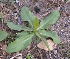 Image result for Lactuca glandulifera