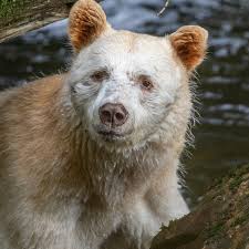 Bear definition, to hold up; Long Kept Secret Canada S Ghostly Spirit Bears Are Even Rarer Than Thought Environment The Guardian