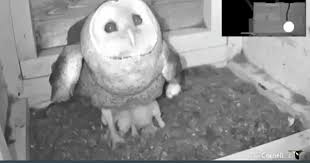 Bird Of Prey That Feeds On Fish 6 Letters Barn Owl Momma Protects Chicks From Rat Snake Trying To Enter Her Nest Box Barn Owl Rat Snake Funny Gif