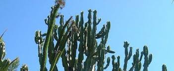 They're candelabra trees (euphorbia ingens), and they're not actually cactuses at all. Euphorbia Species Candelabra Tree Naboom Euphorbia Ingens