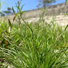 Image result for Fimbristylis bisumbellata