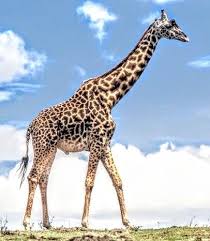Pin By Becky Todd On Animals Of Africa In 2020 Animals Giraffe Africa