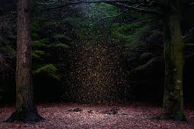 We're not out of the woods yet!, meaning we haven't gotten past all the difficulties yet. i'm saying that i suspect the expression 'out of the wood' to mean out of trouble was an established phrase a good while before it evolved (lamentably in my view) into 'out of the woods'. Ellie Davies Into The Woods Exhibition On Landscape