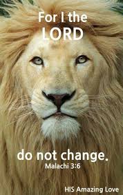 Pin By Seija Tabatabai Irani On Lion Of Judah Lions Animals Big Cats