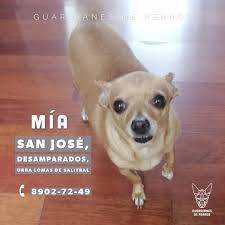 Guardianes de Perros