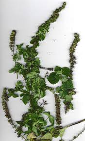 Image result for Mesosphaerum pectinatum