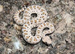 Sidewinder Snake Google Search Snake Reptile Snakes Reptiles